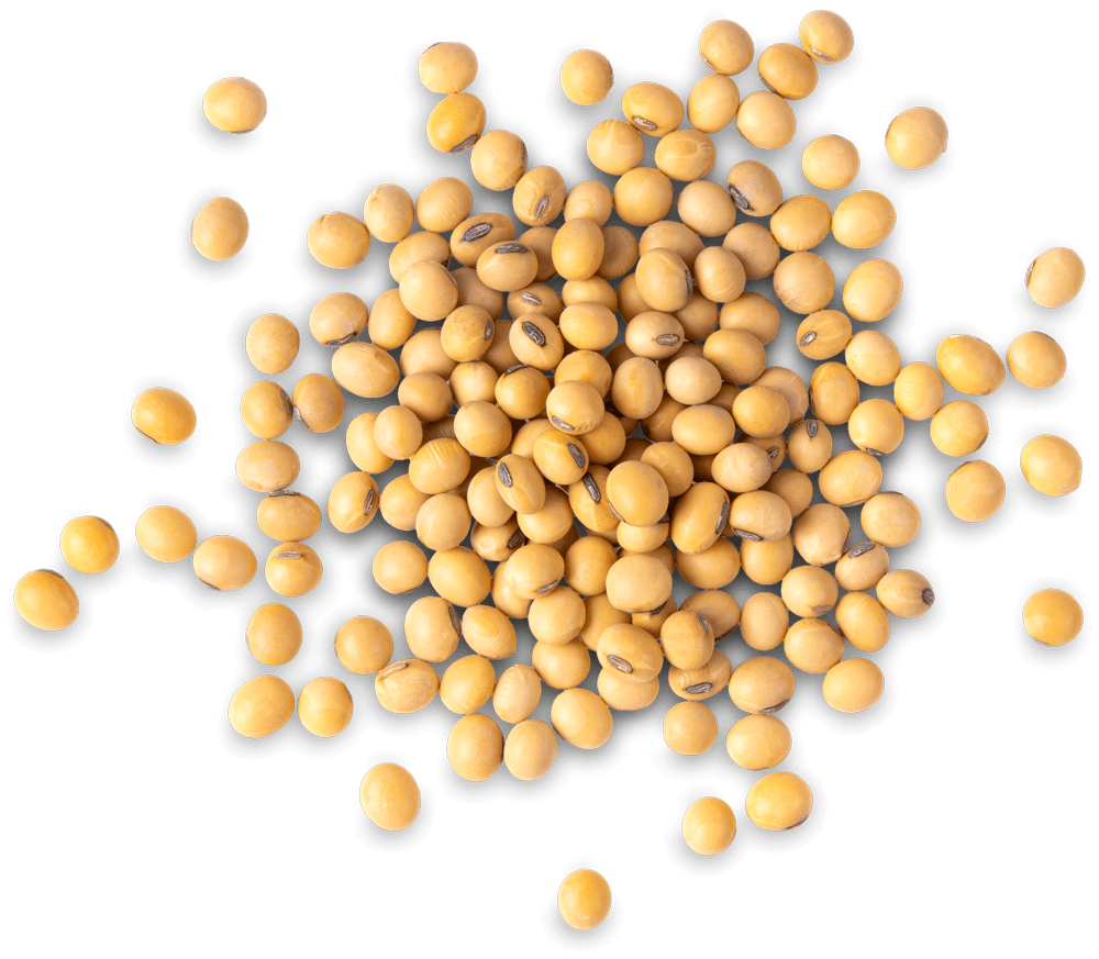 Grãos de soja